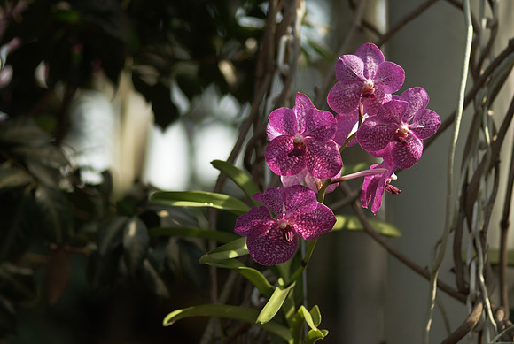 Vandas, softly
