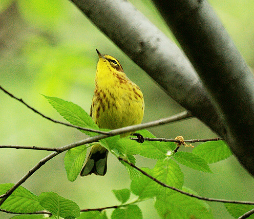 A very superior warbler