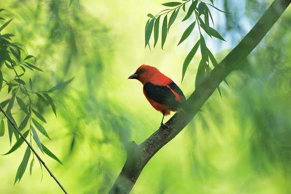Scarlet Tanager, Central Park