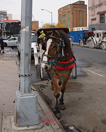 Carriage Horse, West 37th Street