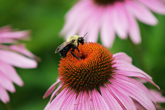 Bee, Echinacea