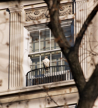 Red-Tailed Hawk, Fifth Avenue