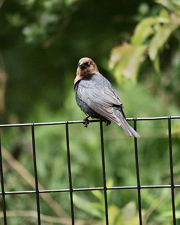 Brown-Headed Cowbird, Central Park