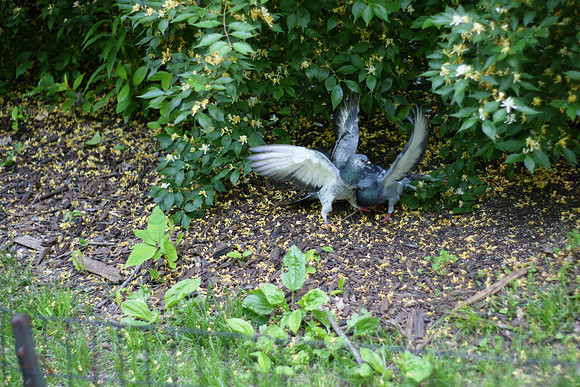 Pigeons fighting, Central Park