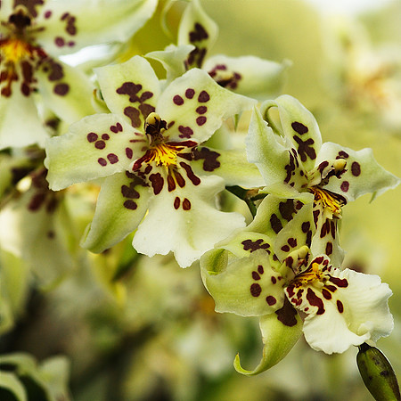Beallara Tahoma Glacier
