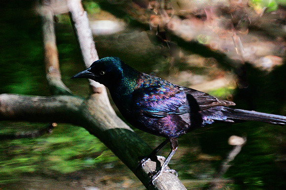 Shining Black