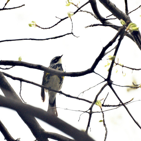 Yellow-Rumped Warbler, Central Park