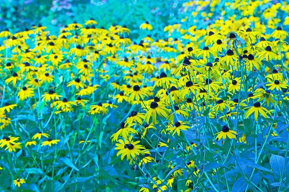 Experimental Rudbeckia