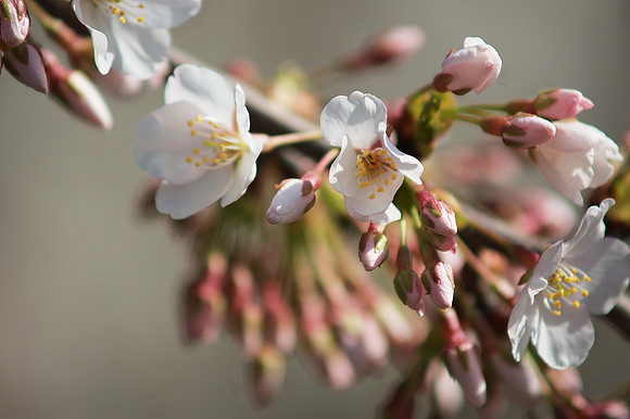 The flowers that bloom in the spring, tra-la!