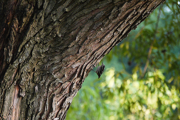 Black and White Warbler, Central Park