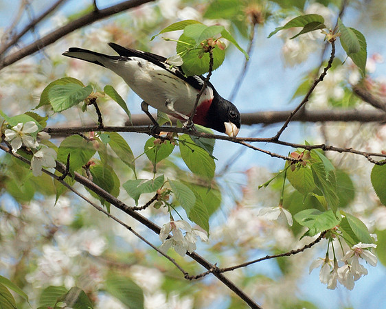 Rose-Breasted Grosbeak, Central Park
