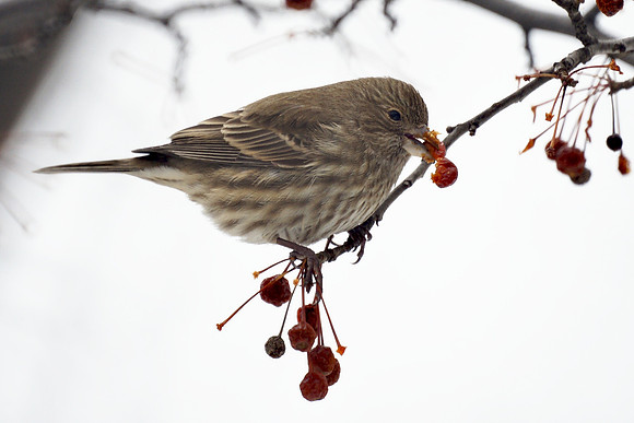 House Finch, Winter, Central Park