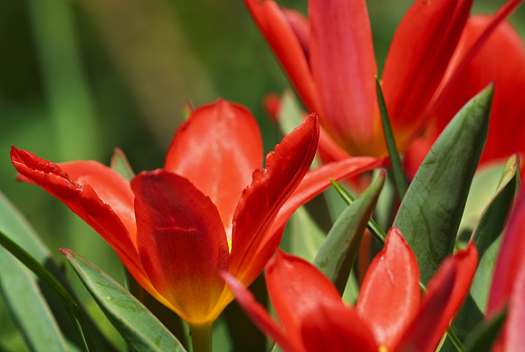down among the tulips