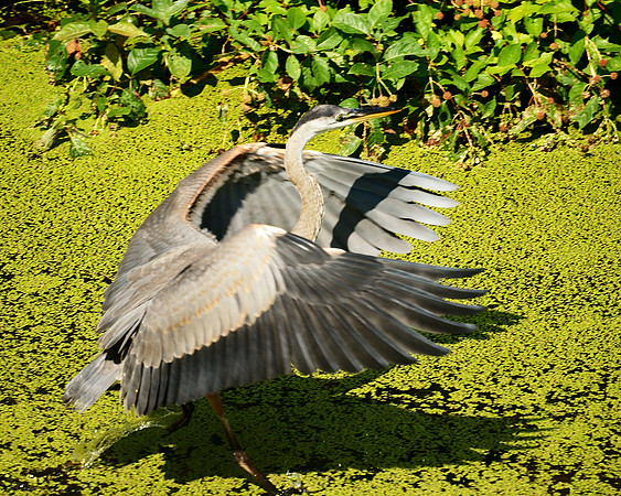 Great Blue Heron, Turtle Pond