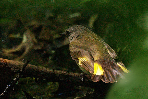 Juvenile American Redstart, Central Park