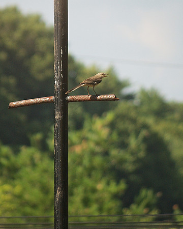Listen to the mockingbird