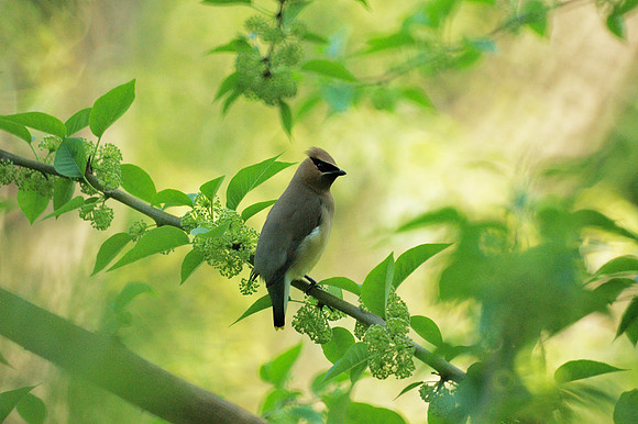 Cedar Waxwing, Central Park
