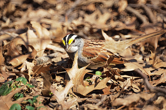 White-Throated Sparrow, Foraging