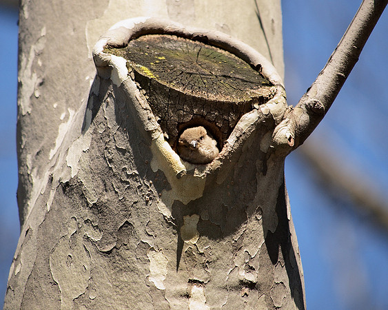 Mrs. Sparrow at Home