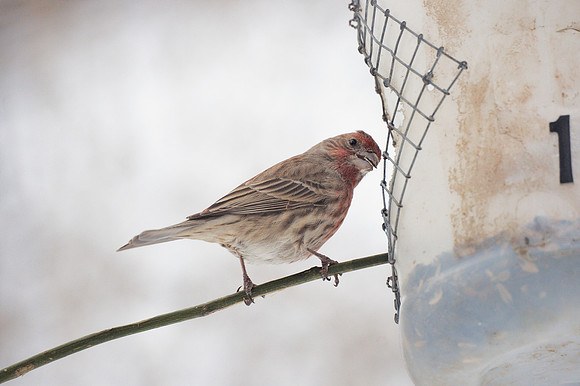 House Finch, Central Park