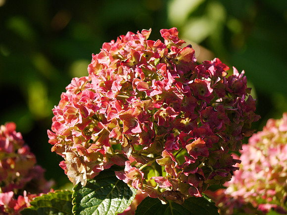 Hydrangeas, Theodore Roosevelt Park