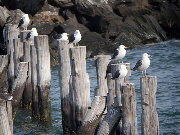 Great Black-Backed Gulls, Swinburne Island