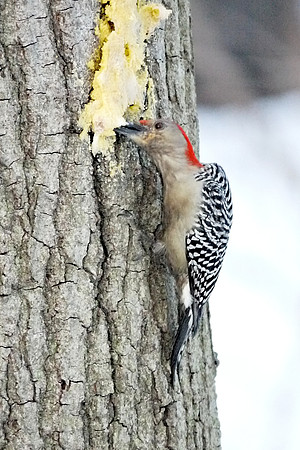 Red-Bellied Woodpecker, Central Park