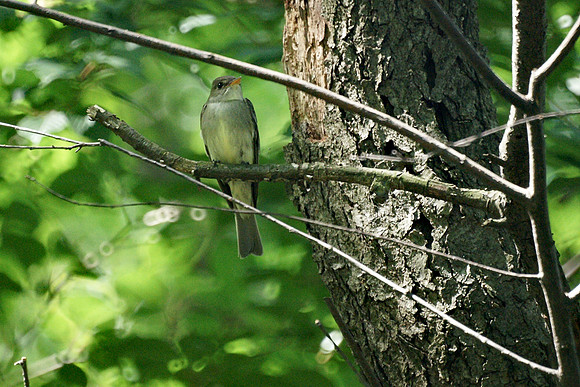 Eastern Wood Pewee, Central Park