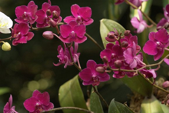 sprays of phals and buds