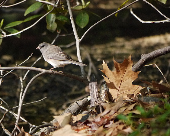 Junco, Central Park