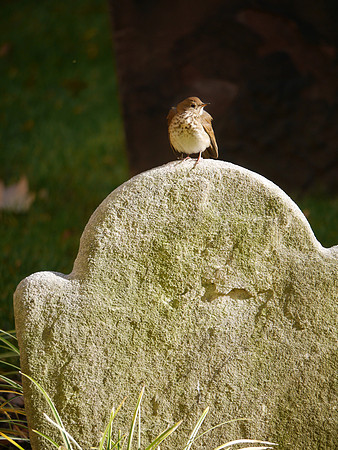 Hermit Thrush, Trinity Church