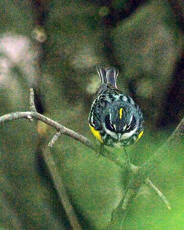 Yellow-Rumped (Myrtle) Warbler