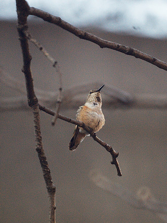 Rufous Hummingbird, Theodore Roosevelt Park