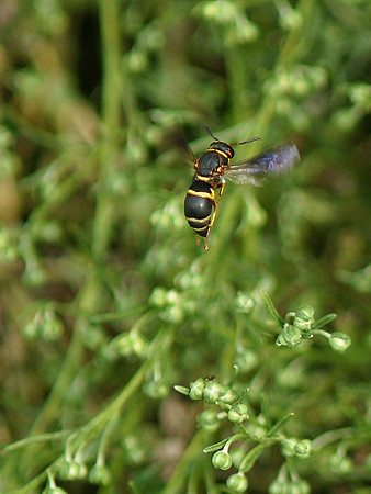 Wasp in flight