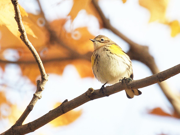Yellow-Rumped Warbler, Prattsville NY
