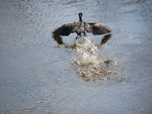 Cormorant take-off