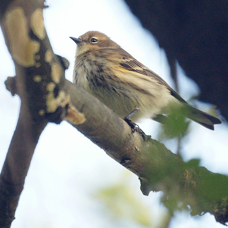 Yellow-Rumped Warbler, Central Park