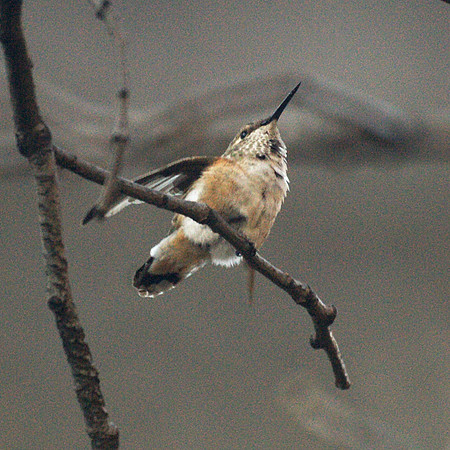 Rufous Hummingbird