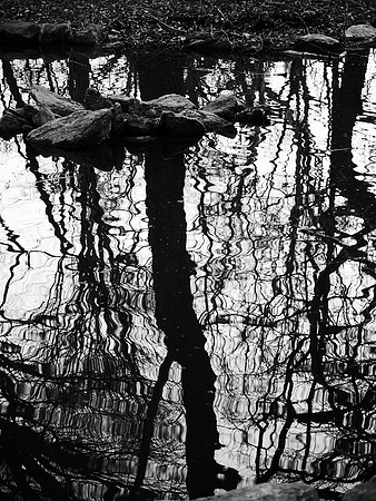 Azalea Pond