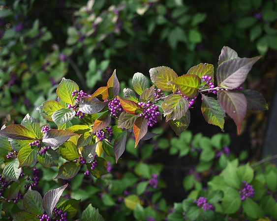 Berries, NY Botanical Garden