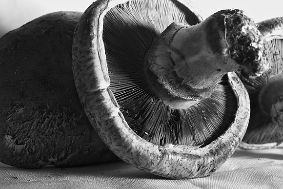 Mushrooms