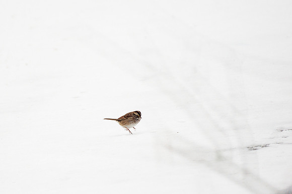 White-Throated Sparrow in snow, Central Park