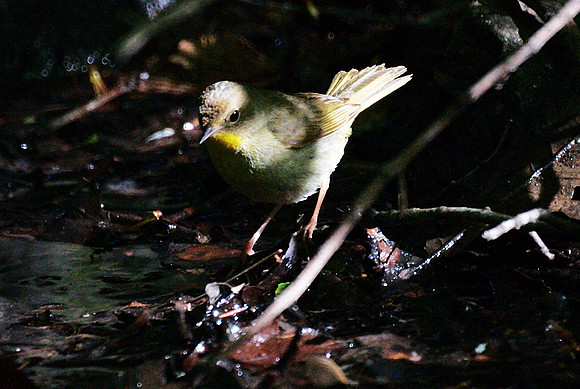Common Yellowthroat