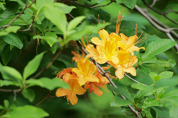 Azaleas