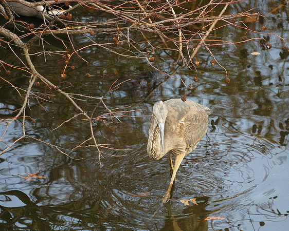 Great Blue Heron, Turtle Pond, Central Park