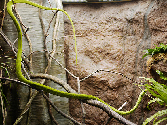 Eastern Green Mamba, Museum of Natural History
