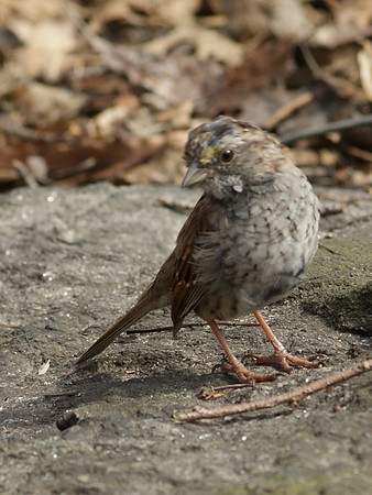 sparrow in action (1)
