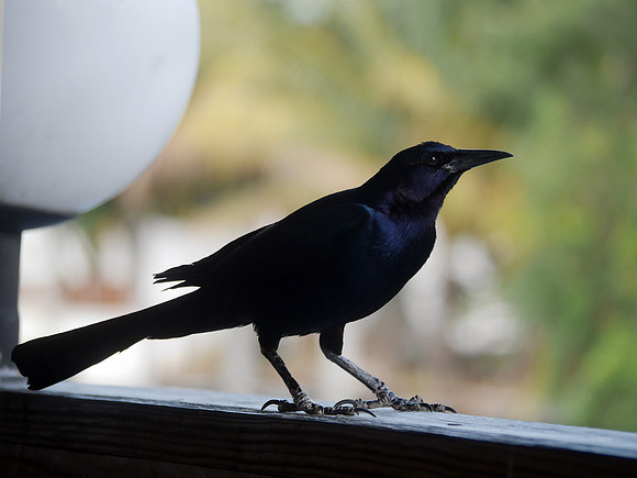 Boat-Tailed Grackle, My Big Fat Greek Restaurant