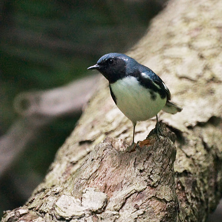 Black-Throated Blue Warbler, Central Park