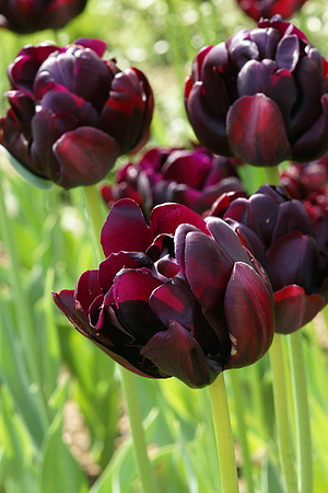 Tulips, Brooklyn Botanic Garden